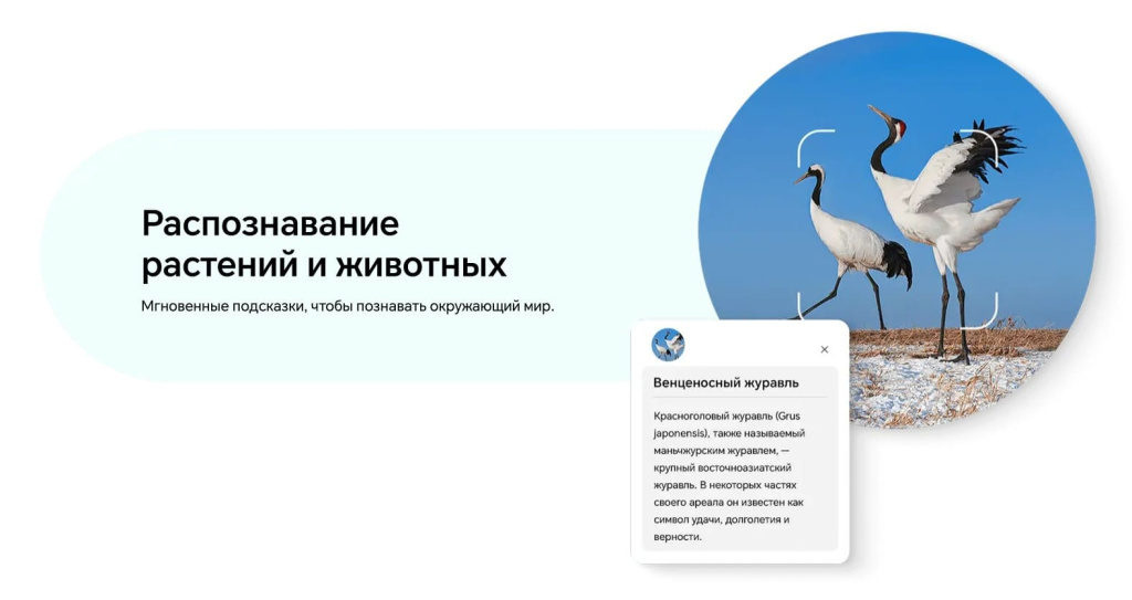 20 Смартфон Honor X6C.jpg